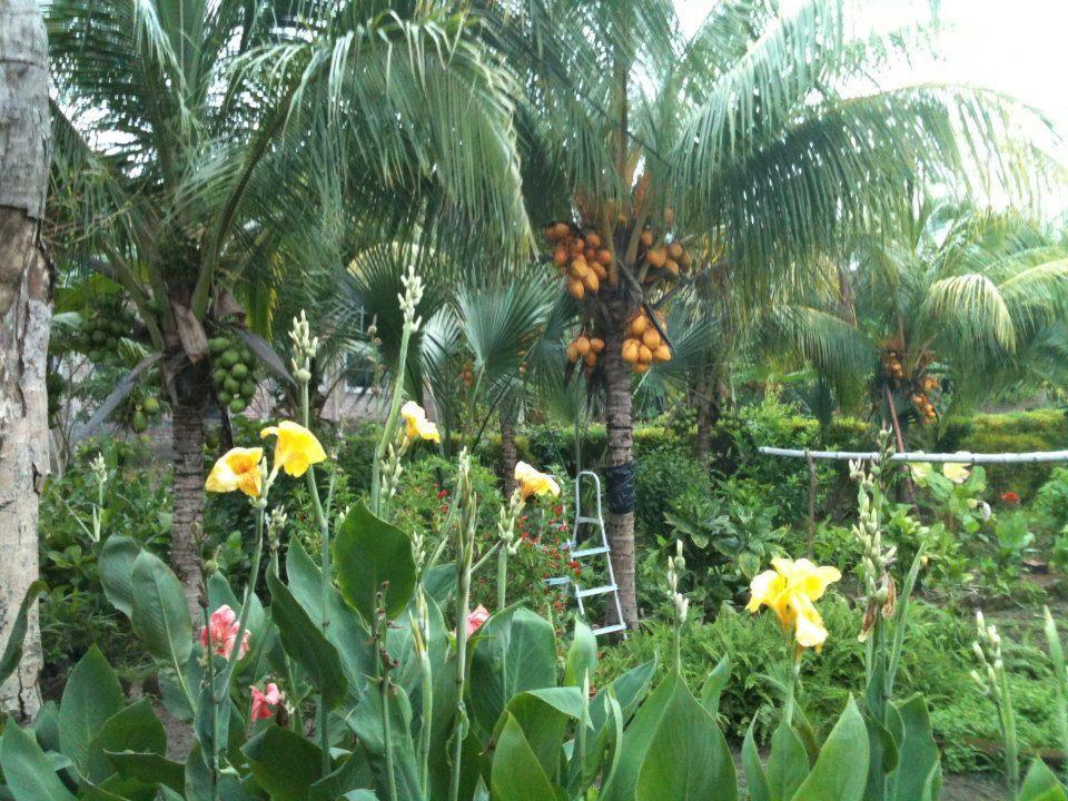 El Mirador Ecologico, Ometepe Hotel Altagracia Exterior foto